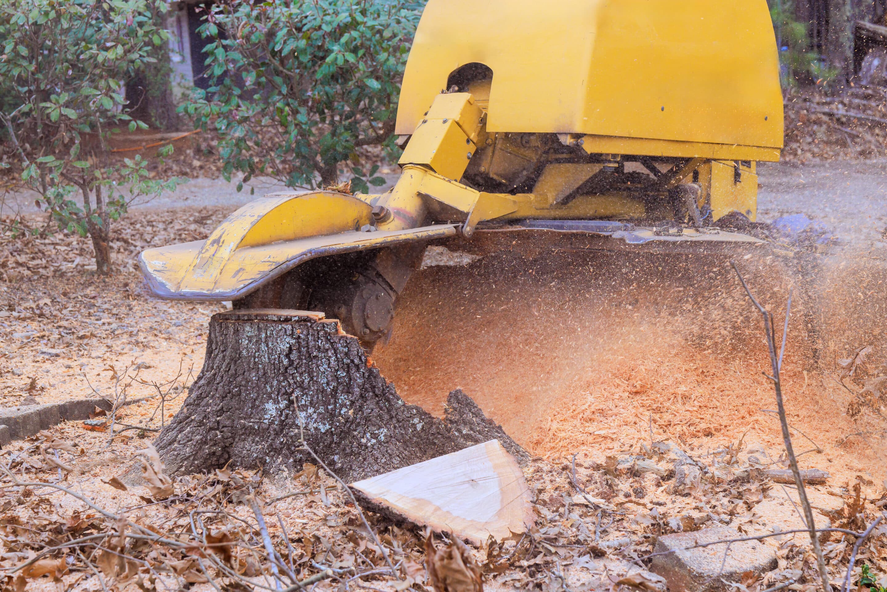 Why Stump Grinding is Essential After Tree Removal: Benefits and Process