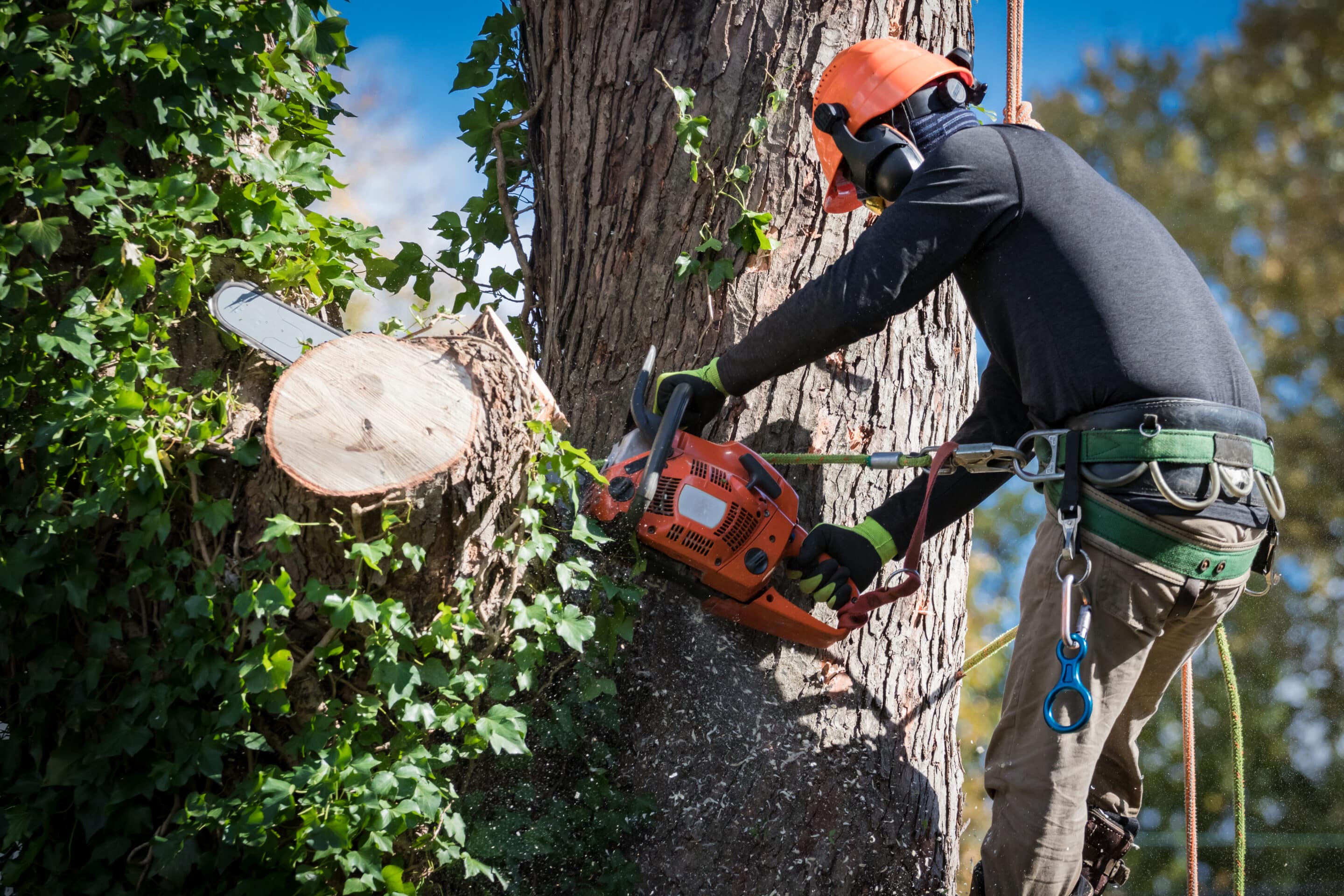 The Property Owner’s Guide to Fremont Tree Removal Permits