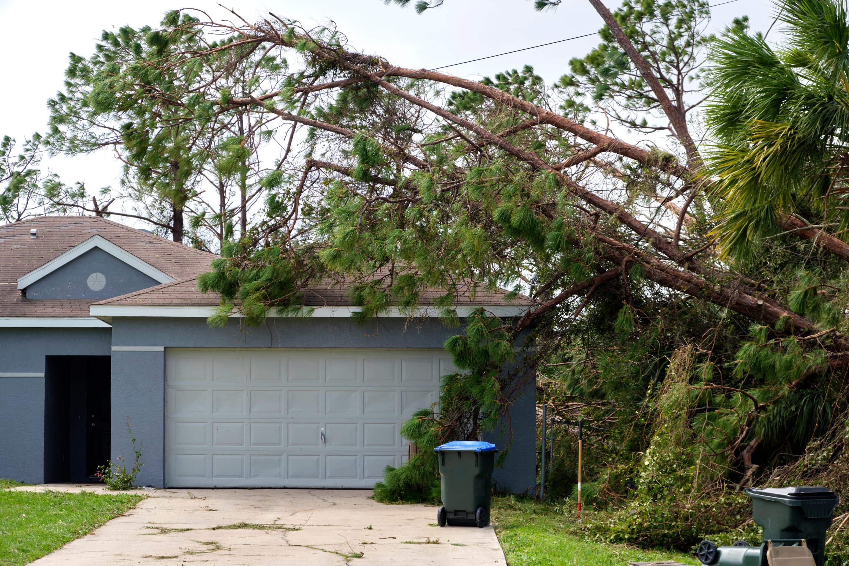 Storm Damage Prevention & Recovery for Fremont Trees