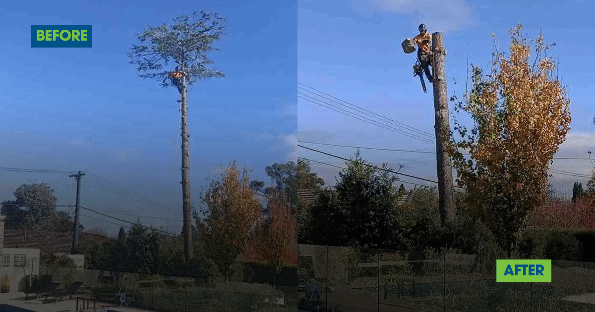 Emergency Tree Removal: What Fremont Homeowners Need to Know Before Disaster Strikes