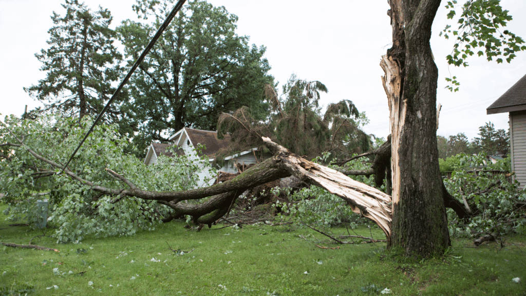 Discount Tree_tree removal Pompano Beach FL_featured image