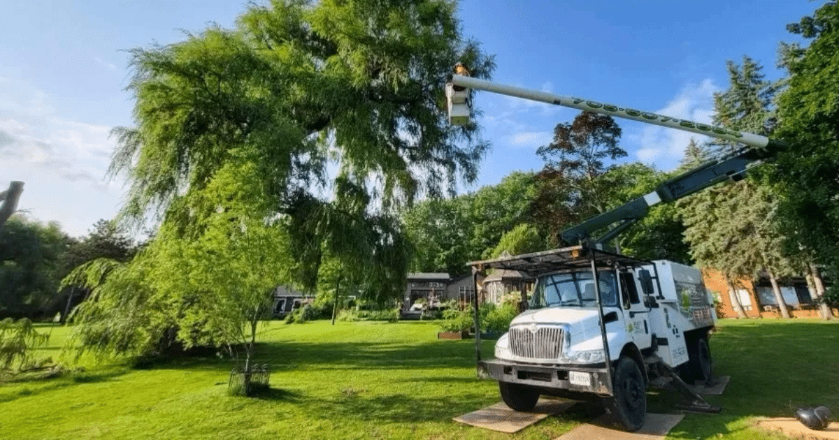 The Complete Guide to Tree Trimming in Fremont: Best Practices & Timing