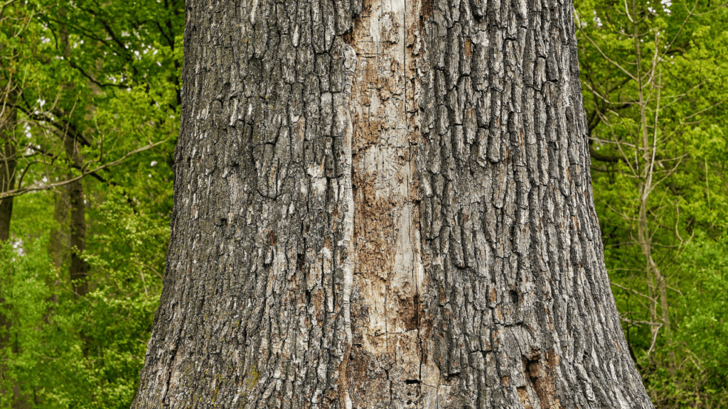 Discount Tree_tree removal Pompano Beach FL_featured image