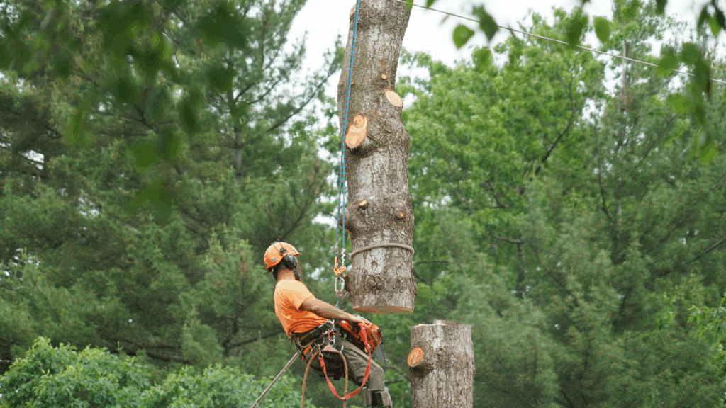 Discount Tree_tree removal Pompano Beach FL_featured image