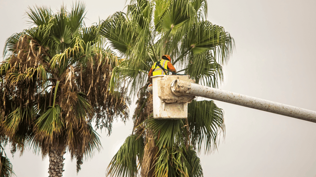Discount Tree_tree removal Pompano Beach FL_featured image