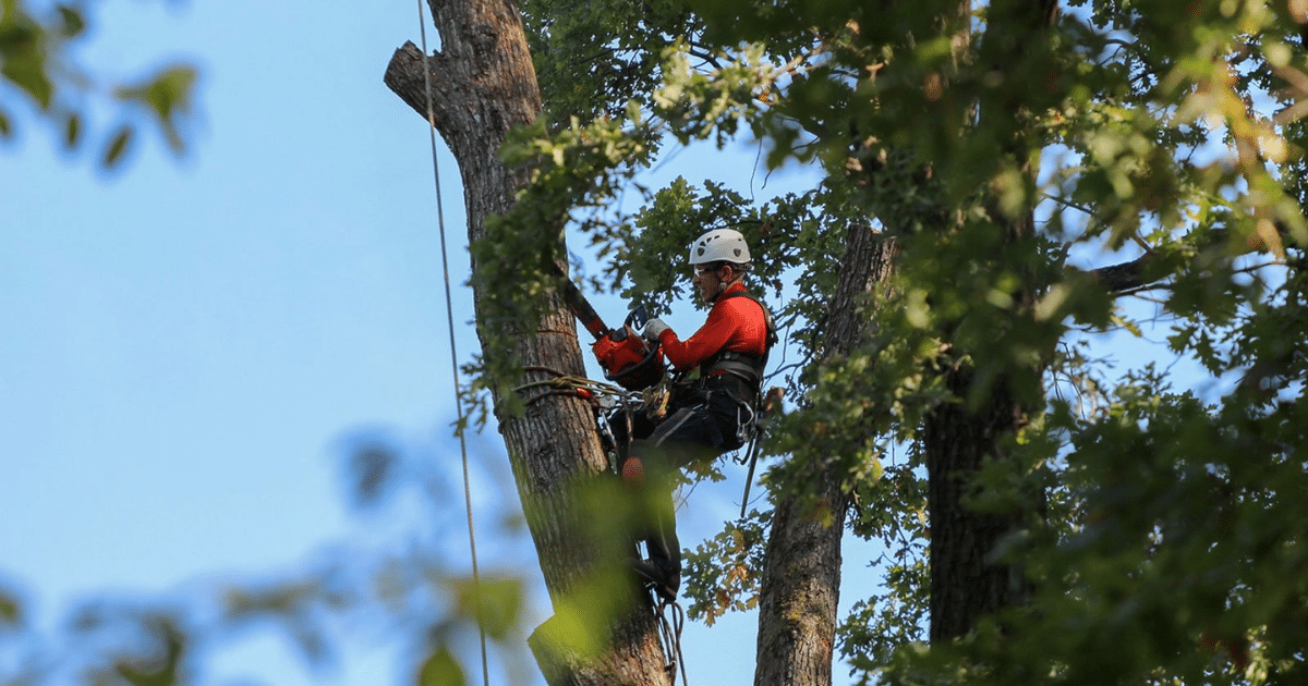 When Is It Time to Remove a Tree? 7 Warning Signs Fremont Homeowners Should Know